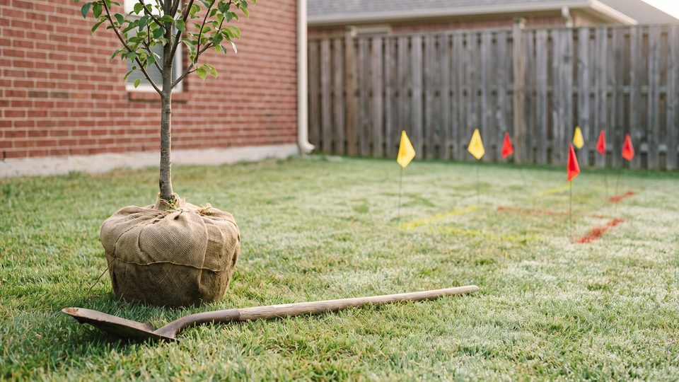 A young tree in a burlap root ball on a lawn beside a shovel, with colored utility flags along the fence behind it